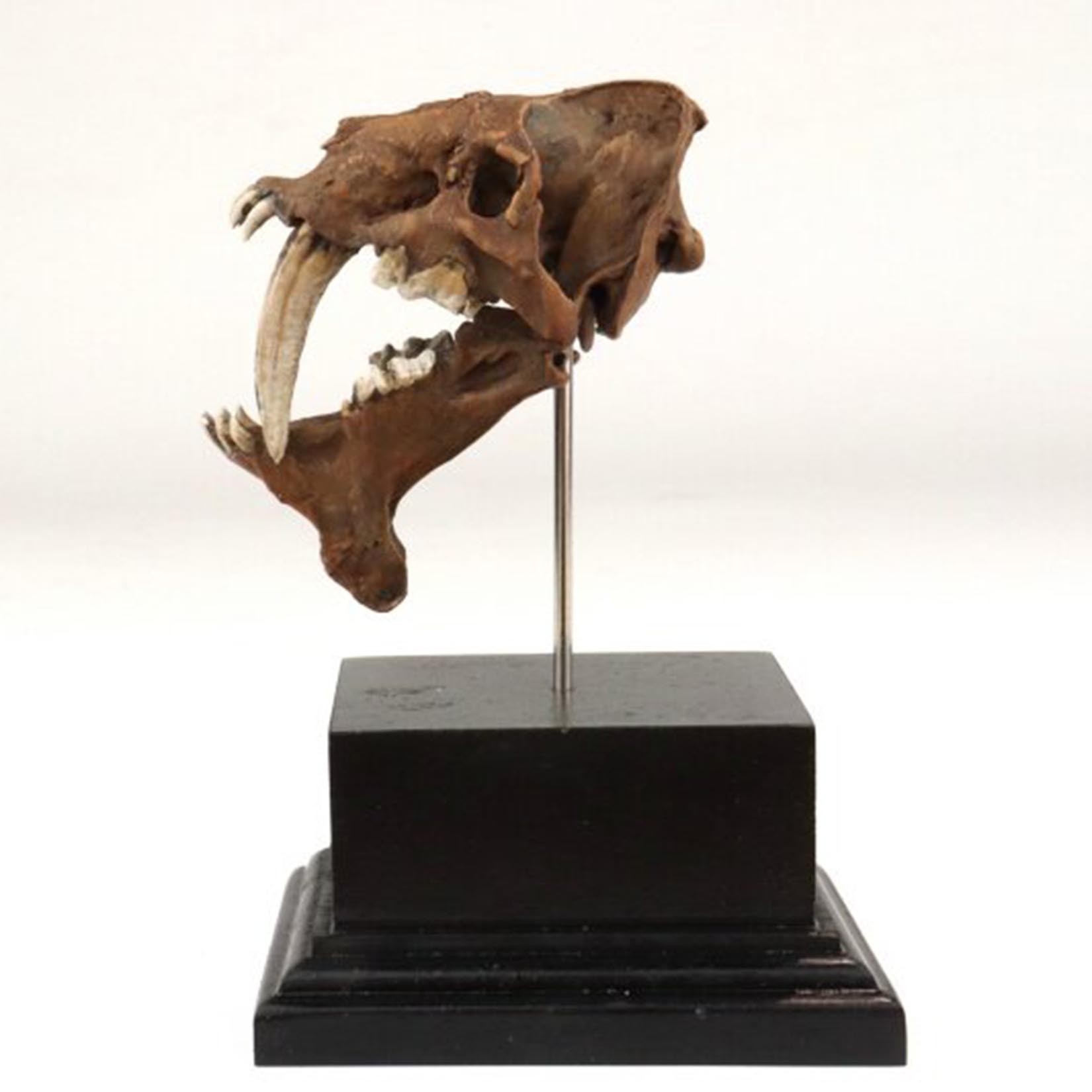스미로돈 두개골 모형 3D 프린팅된 칼날같은 이빨을 가 - 3D Printing Tooth 리뷰 및 가격