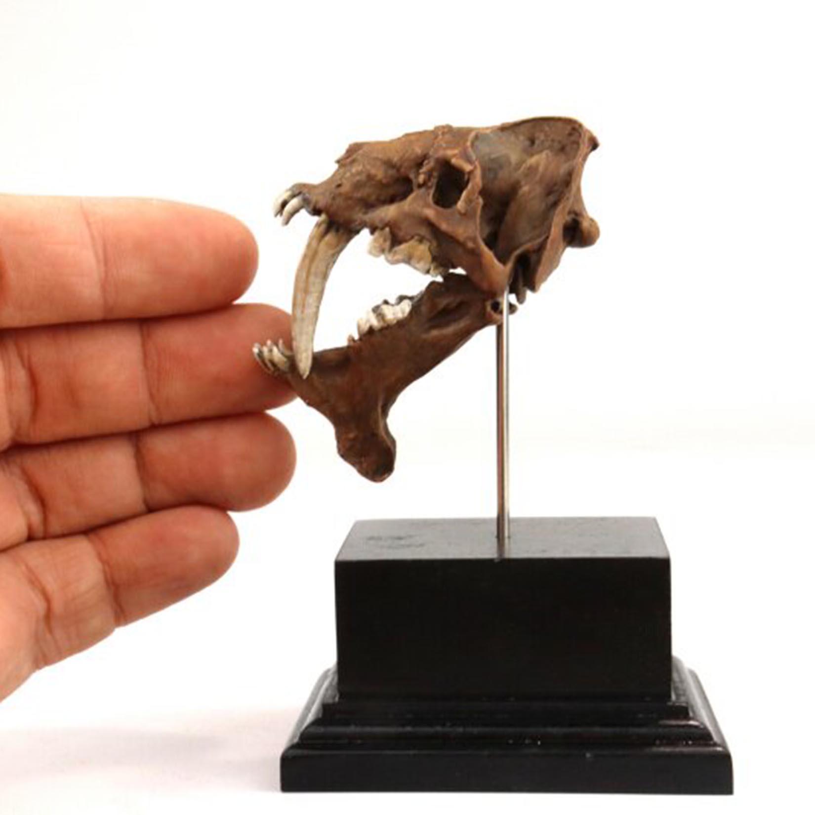 스미로돈 두개골 모형 3D 프린팅된 칼날같은 이빨을 가 - 3D Printing Tooth 리뷰 및 가격