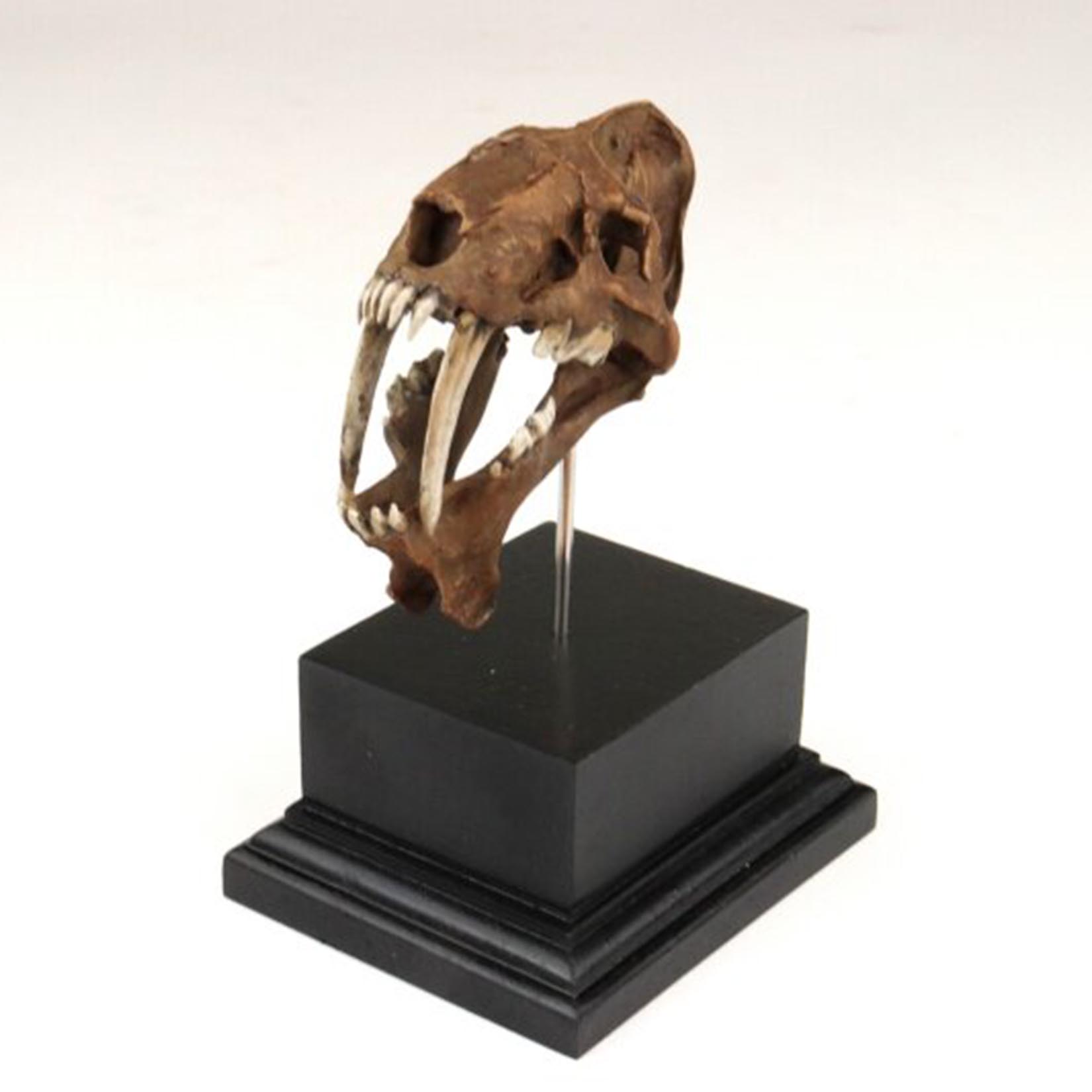 스미로돈 두개골 모형 3D 프린팅된 칼날같은 이빨을 가 - 3D Printing Tooth 리뷰 및 가격